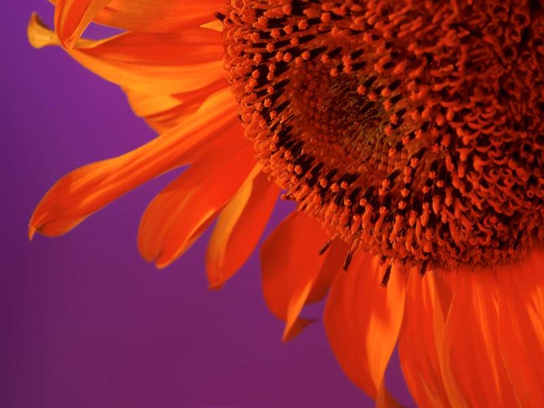 Sunflower Bliss, Germany